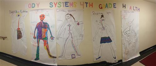 The Body Systems 